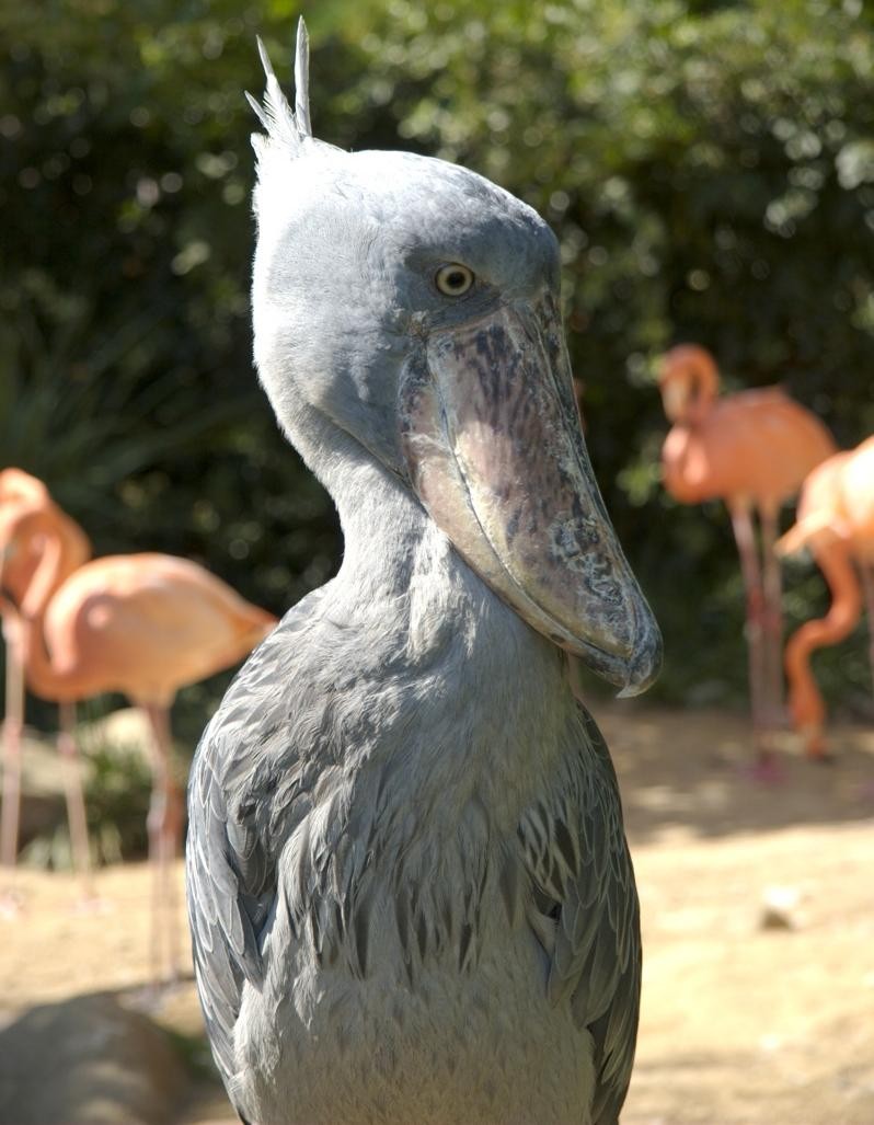 Shoebill