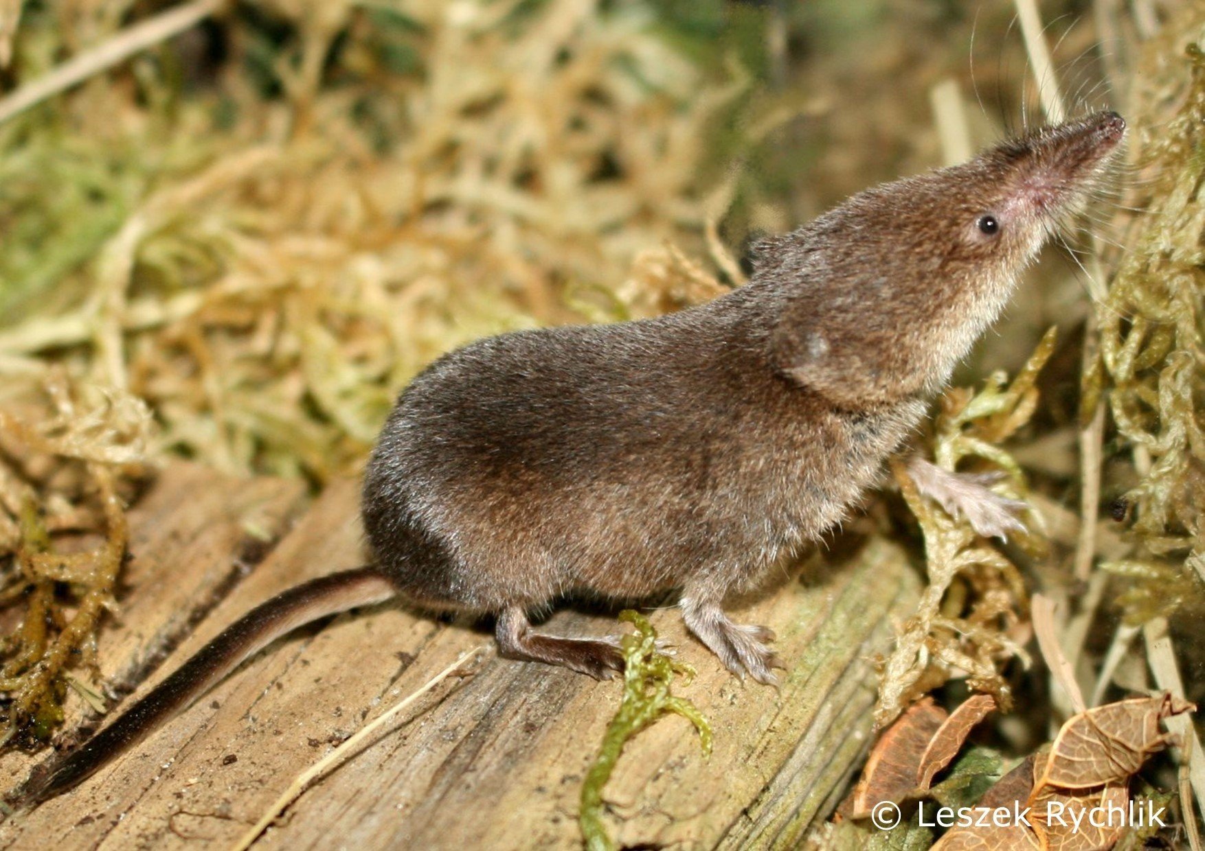 Shrew