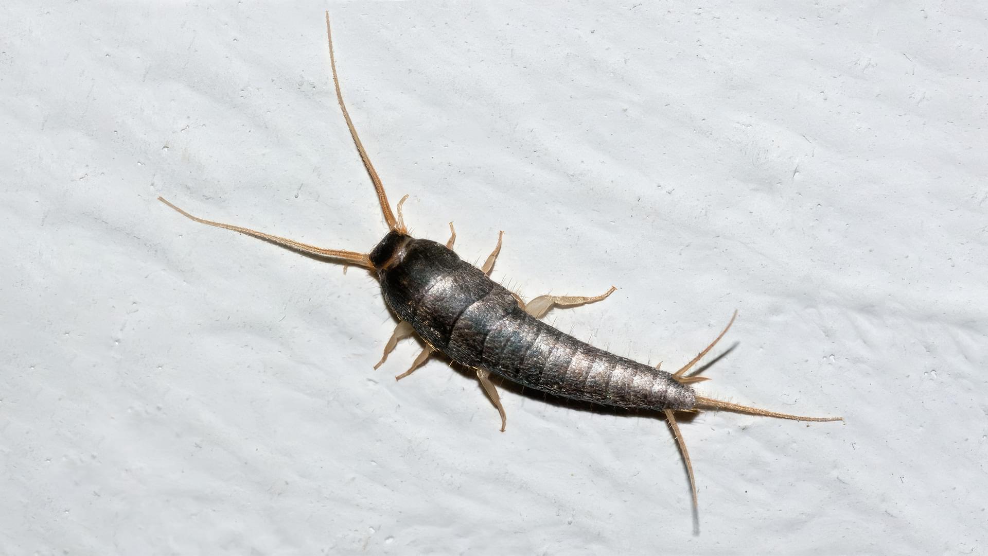 Silverfish