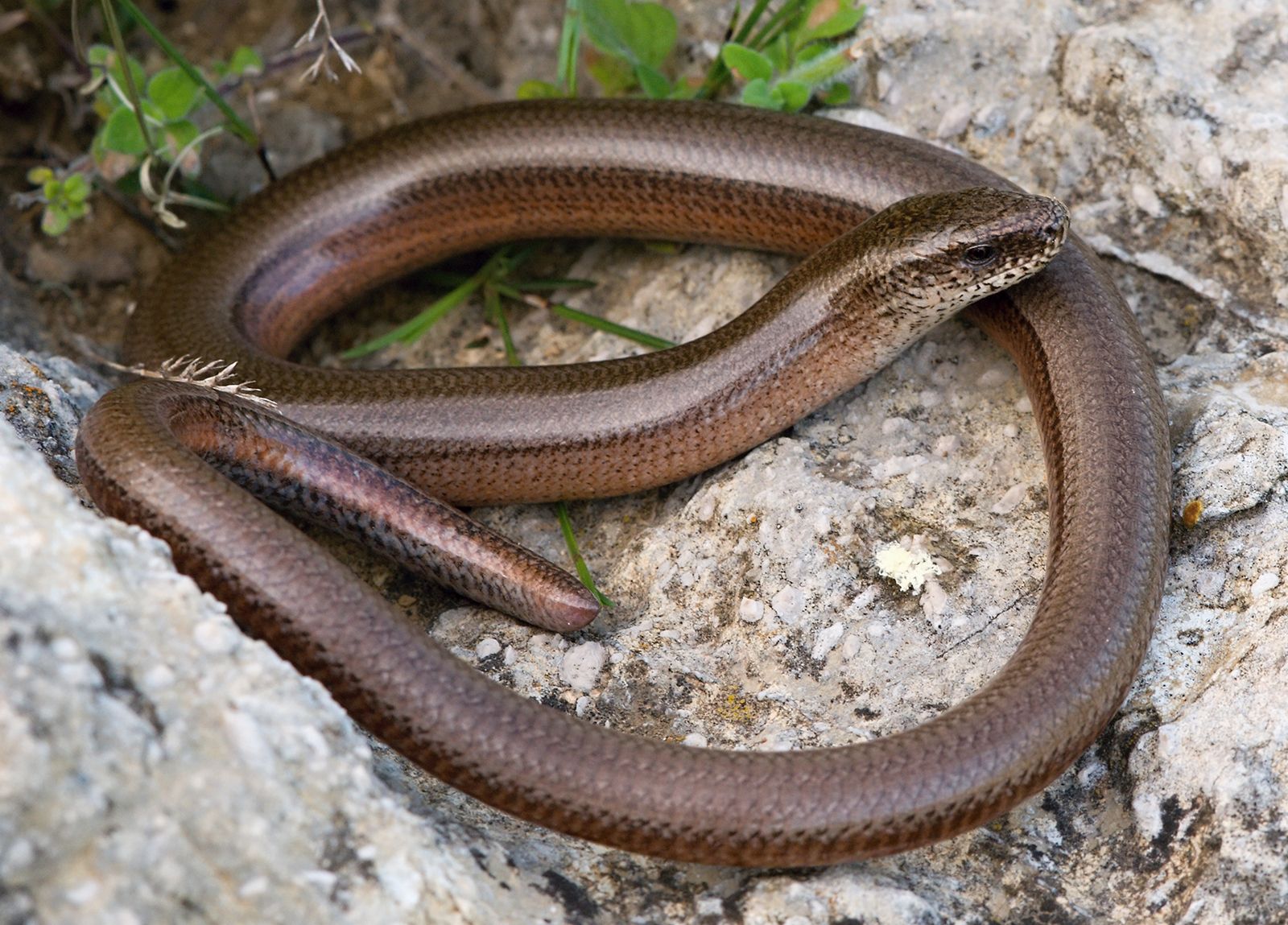 Slow Worm