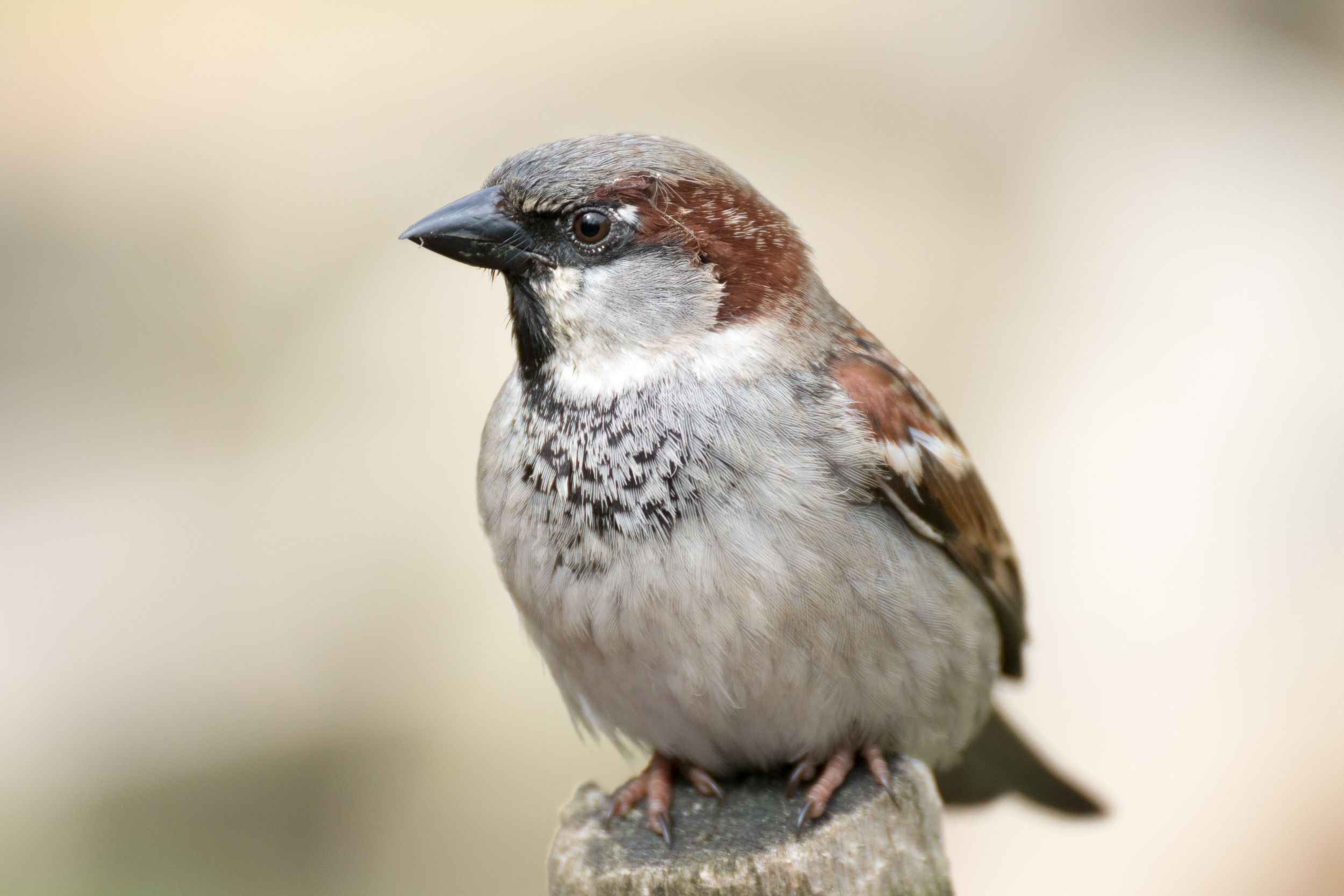 Sparrow