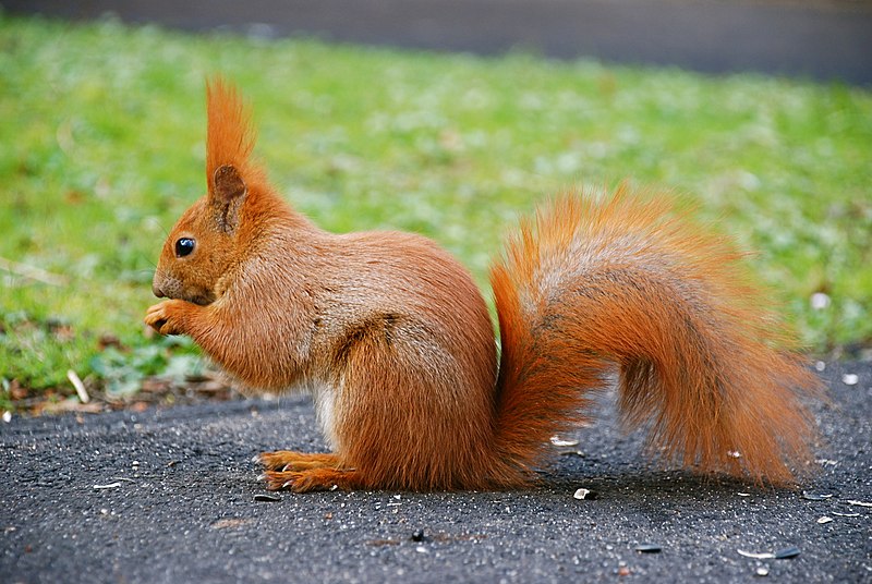 Squirrel