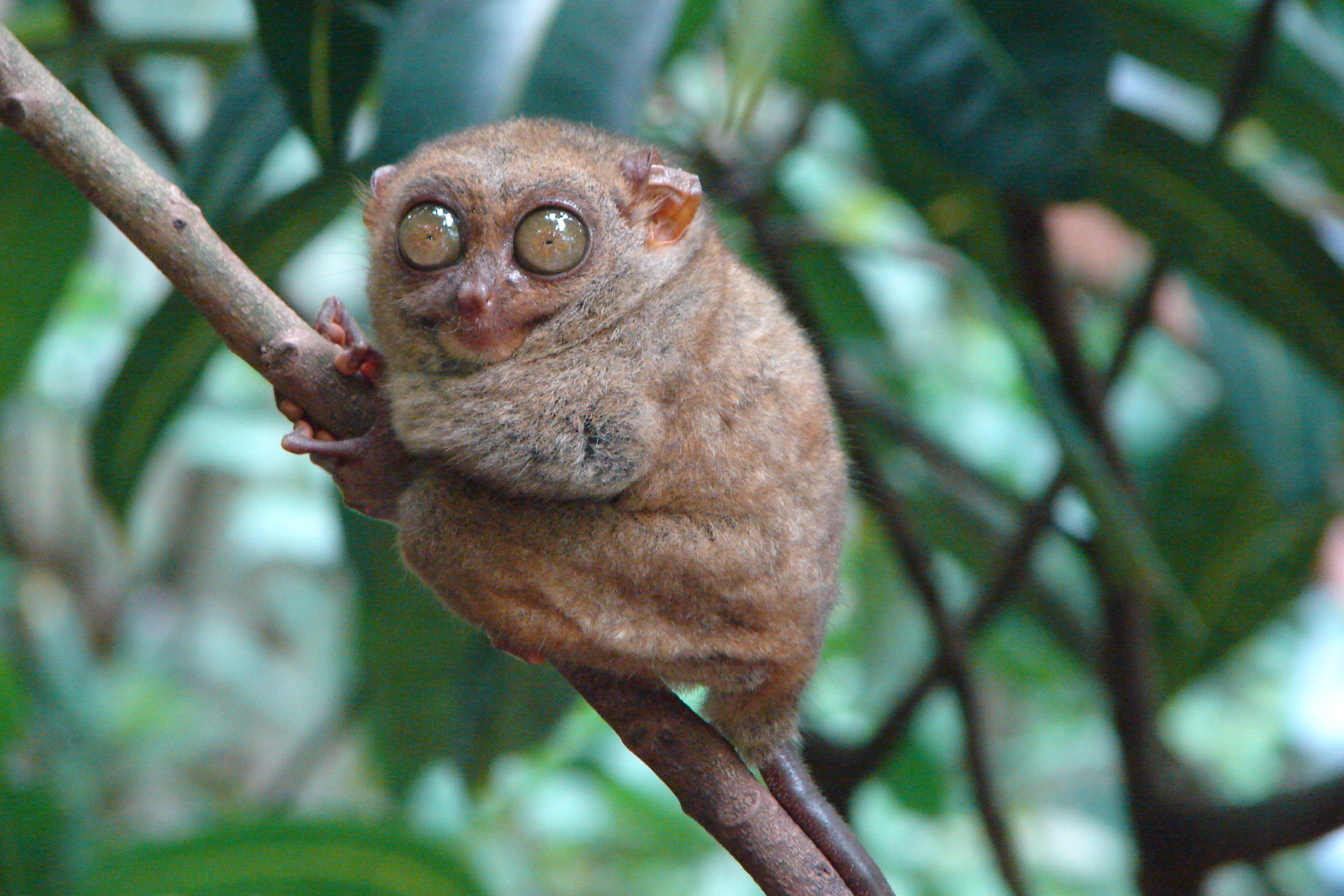 Tarsier