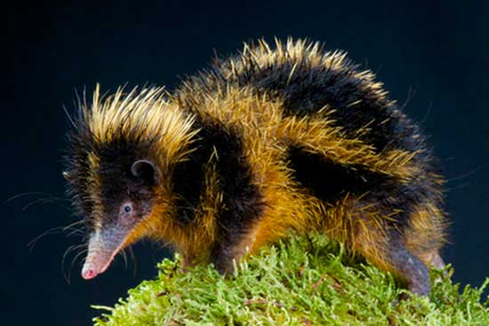 Tenrec