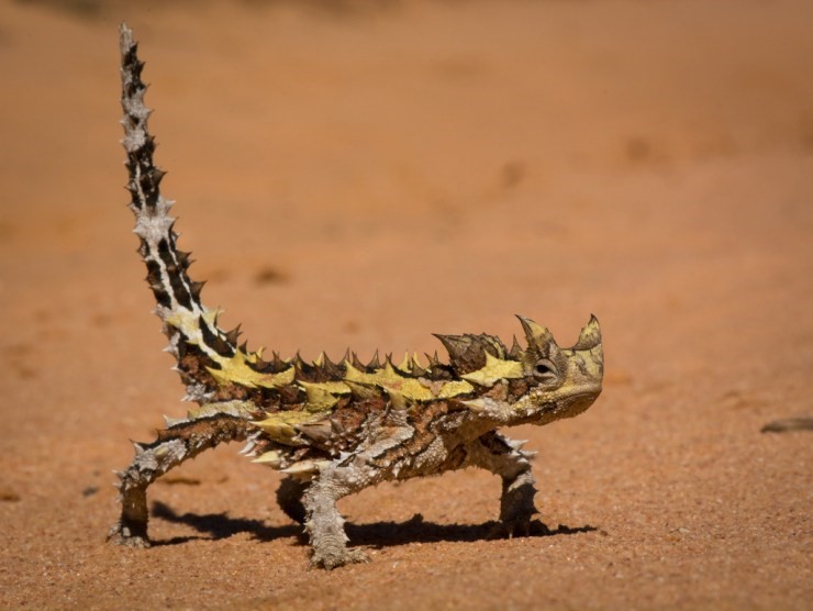 Thorny Devil