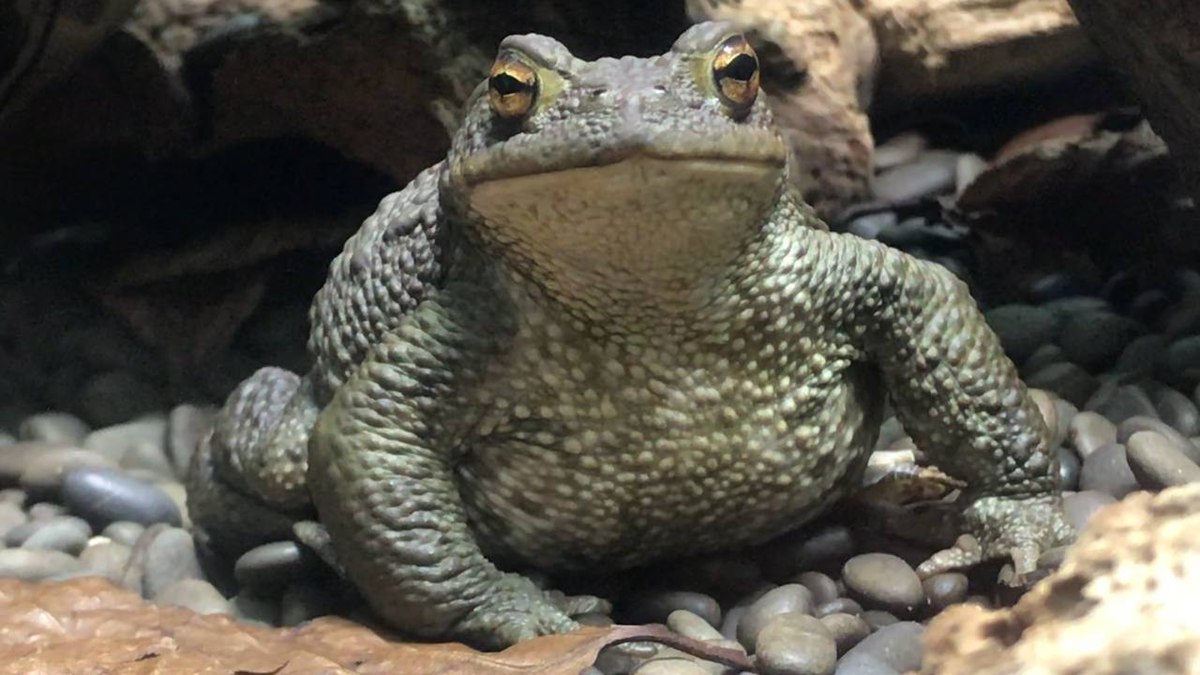 Toad