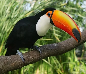 Toucan