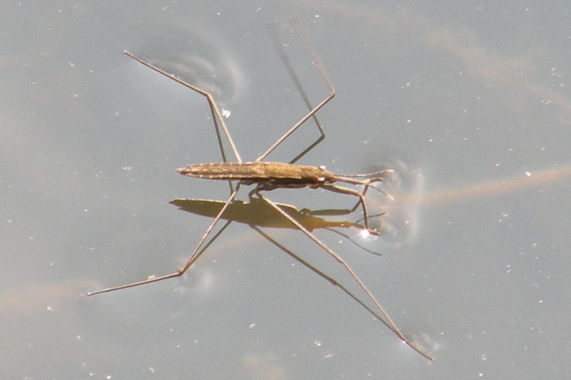 Water Strider