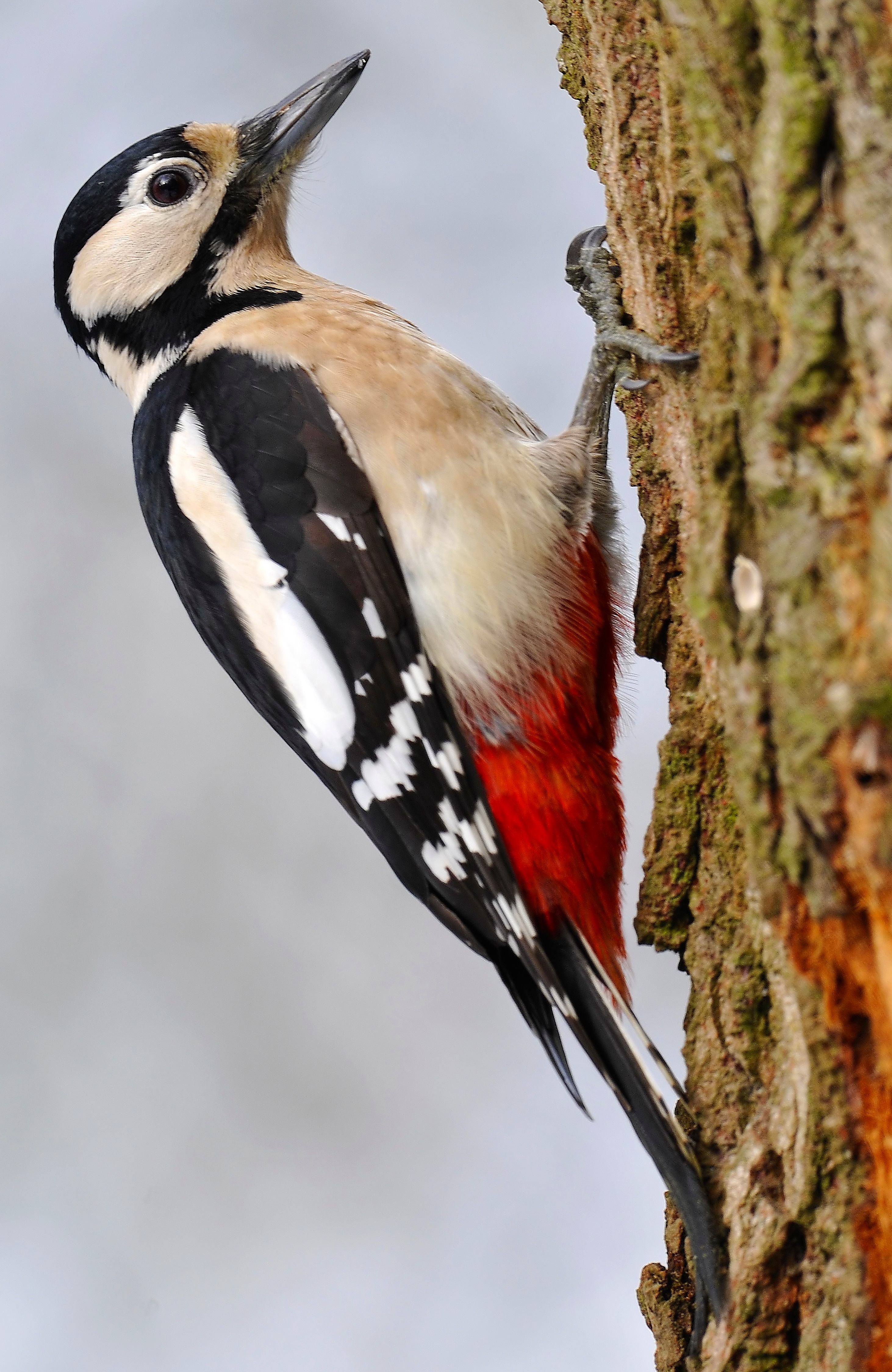 Woodpecker