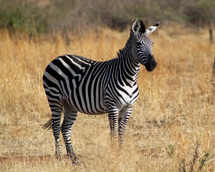 Zebra