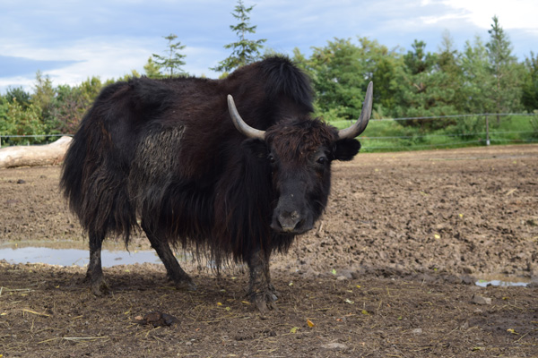 Yak