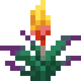 Torchflower