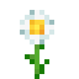 Oxeye Daisy 