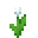 White Tulip 