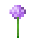 Allium 