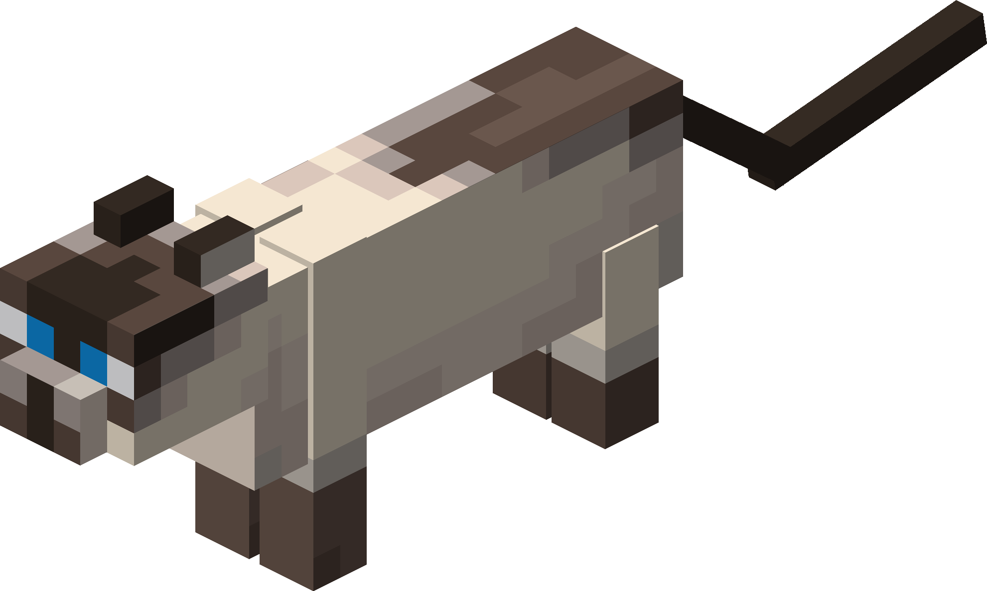 Siamese Cat