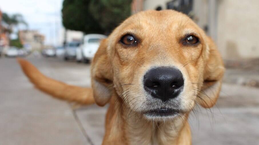 Cachorro caramelo