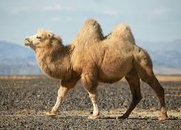 Camel