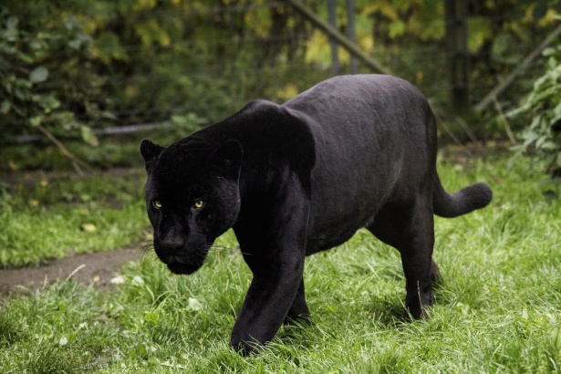 Black Panther