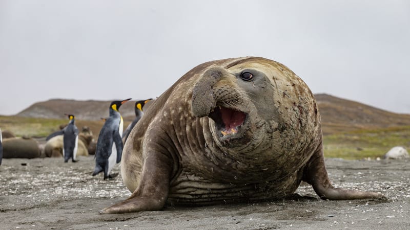 Elephant Seal