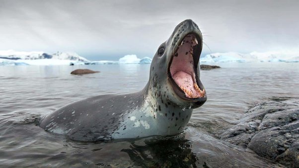 Leopard Seal