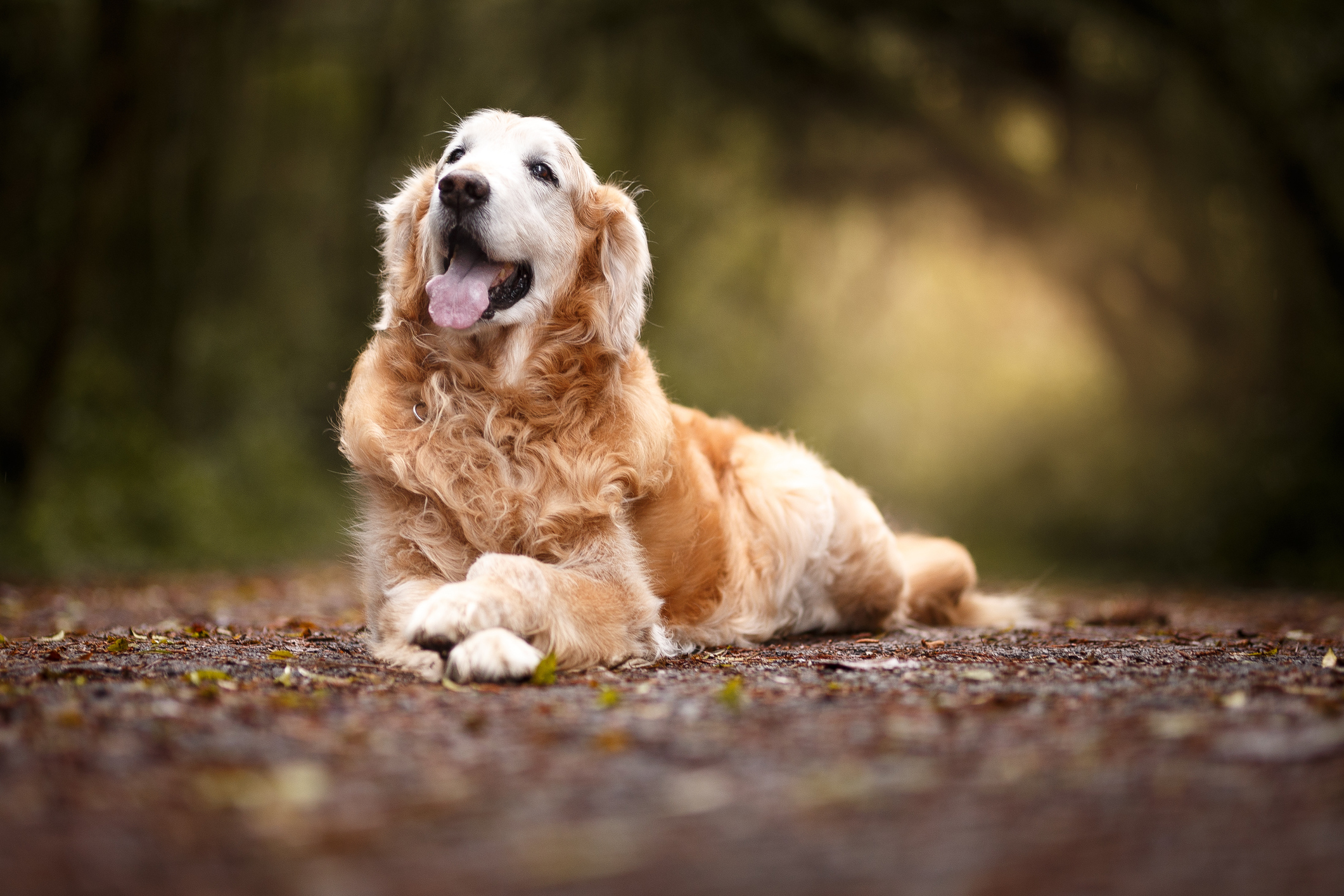 Dog (Rabies)