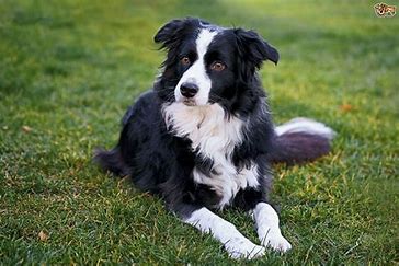 DOGGGGGG
