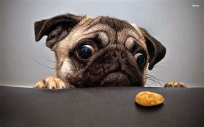 DOGGGGGG