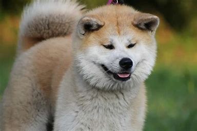DOGGGGGG