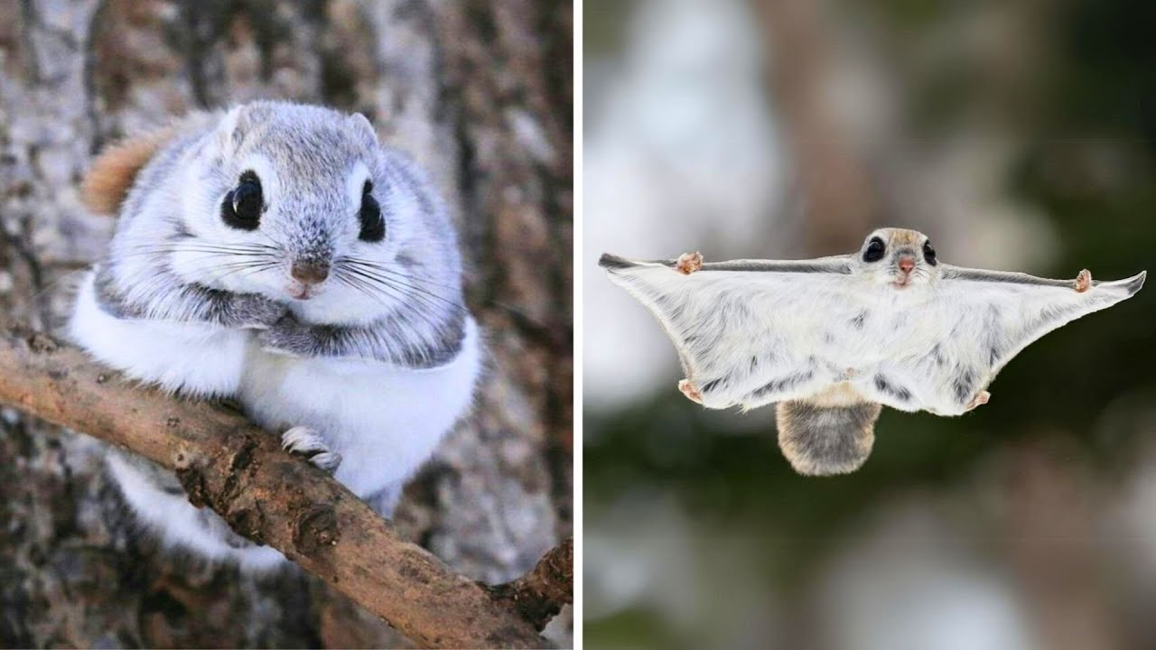 Japanese Flying Squirrel (Emolga?!)