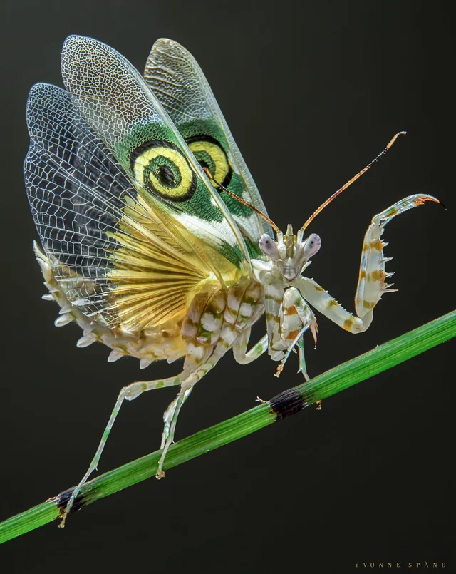 Spiny Flower Mantis