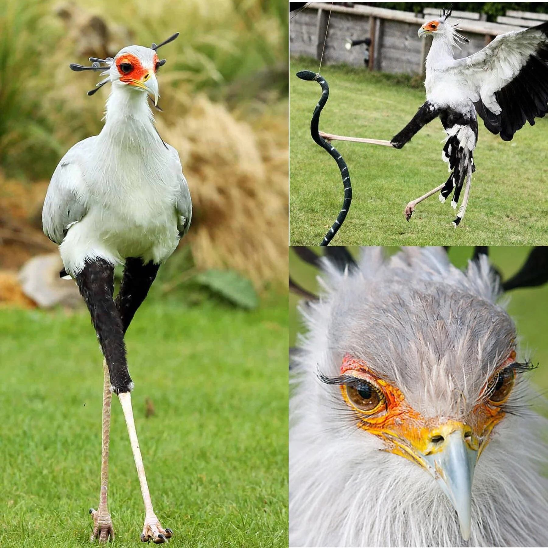 Secretary Bird