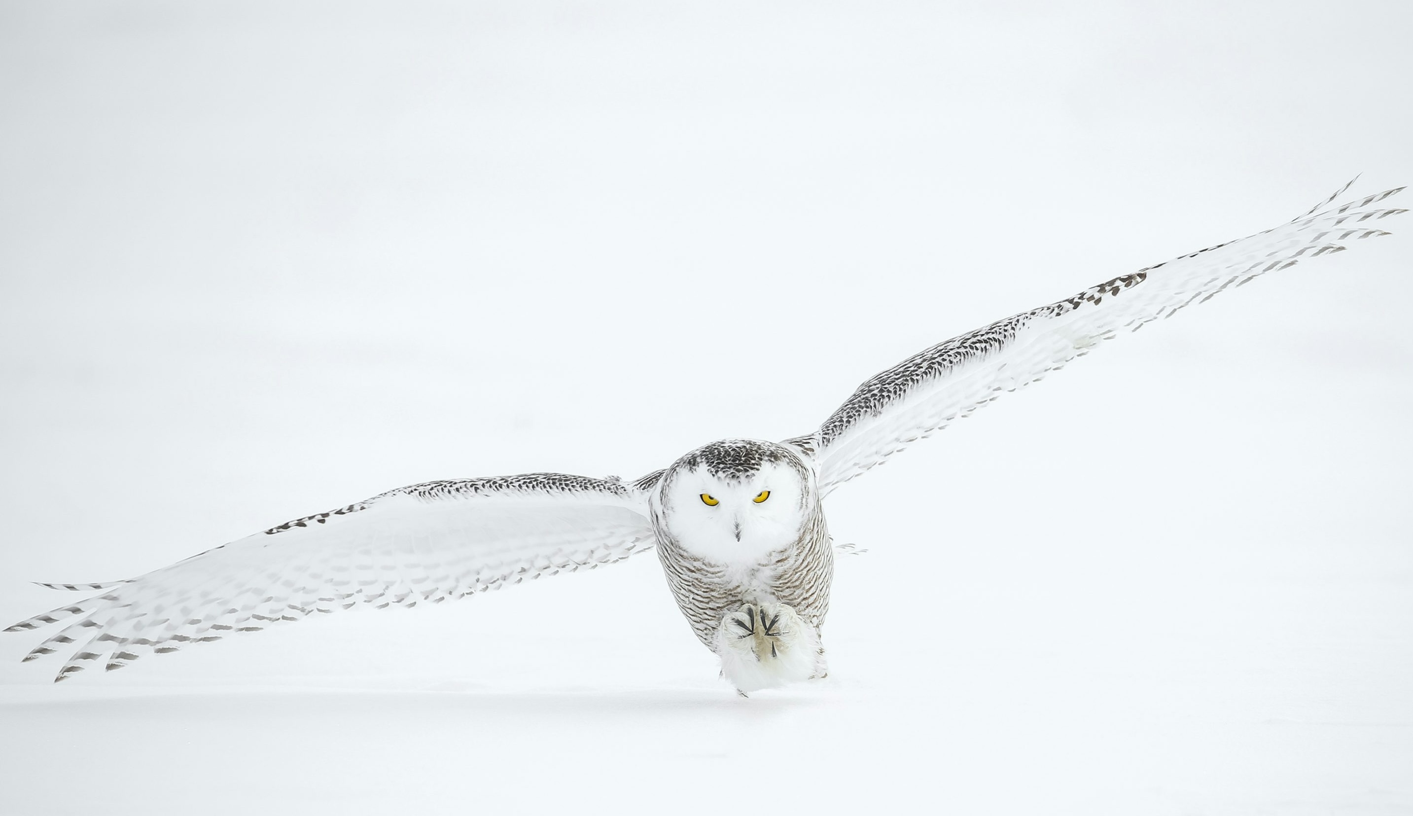 Snowy Owl