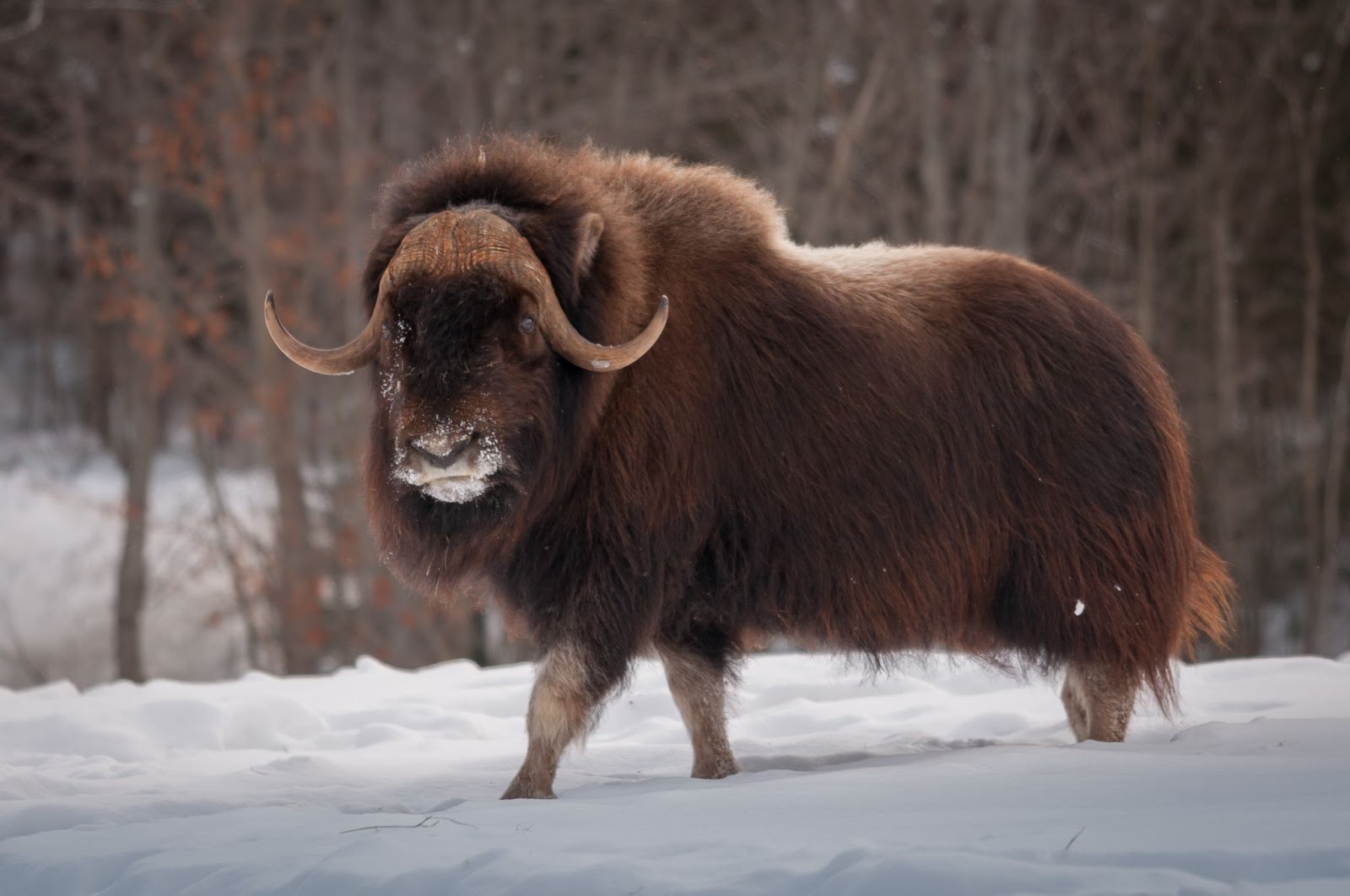 Muskox