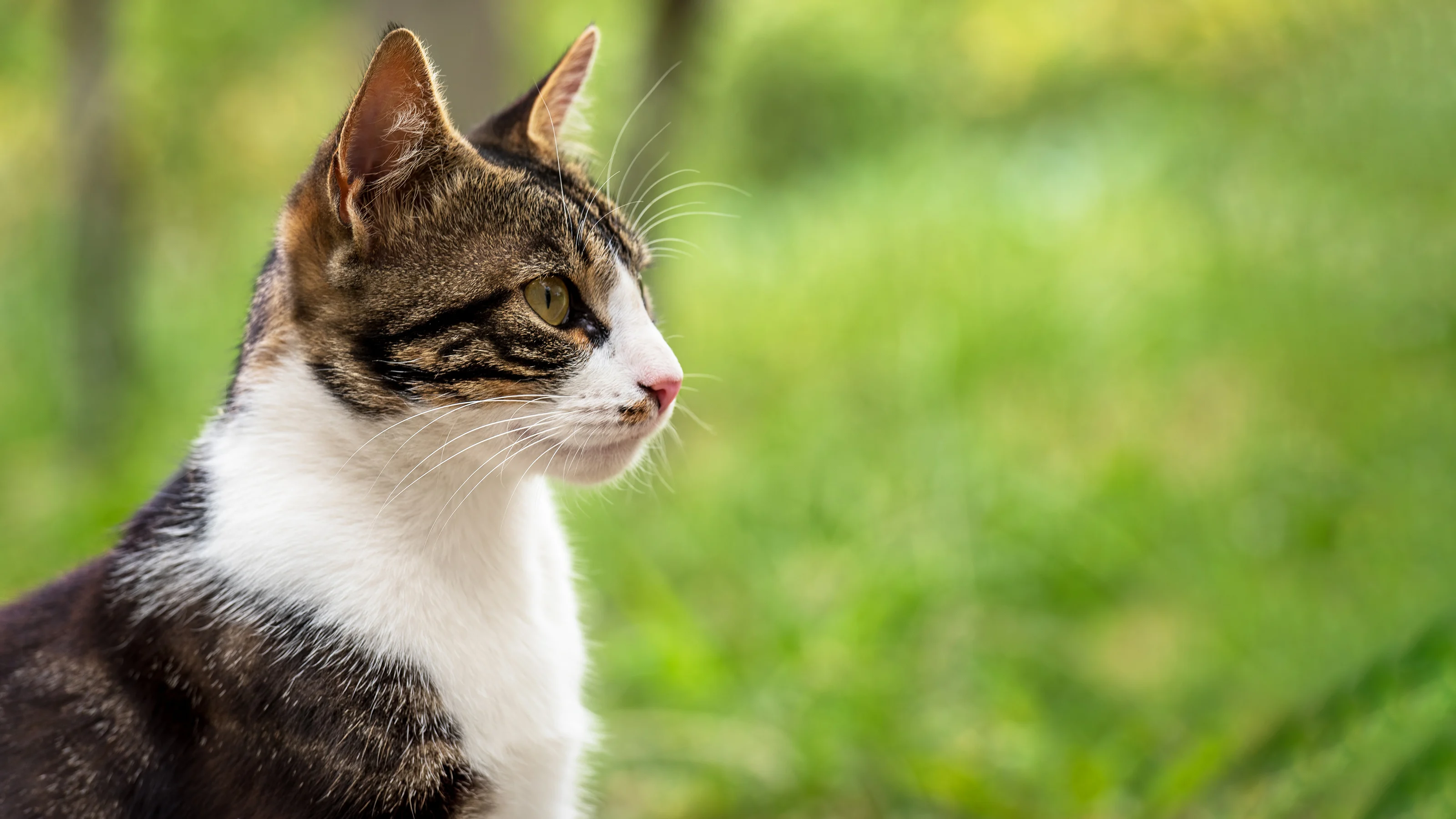 Cat Close Up Of Side Profile