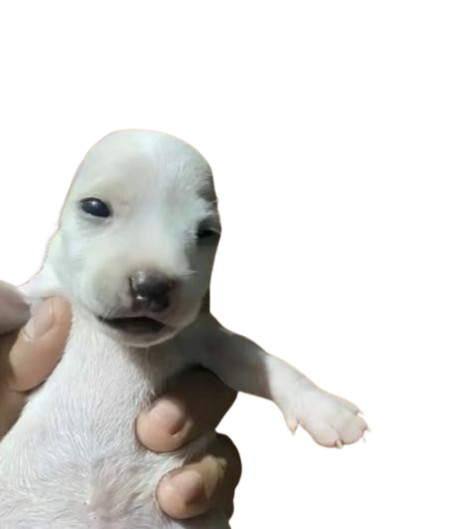 0962667918fdad9af5623fdf3bb2e6a2 Removebg Preview
