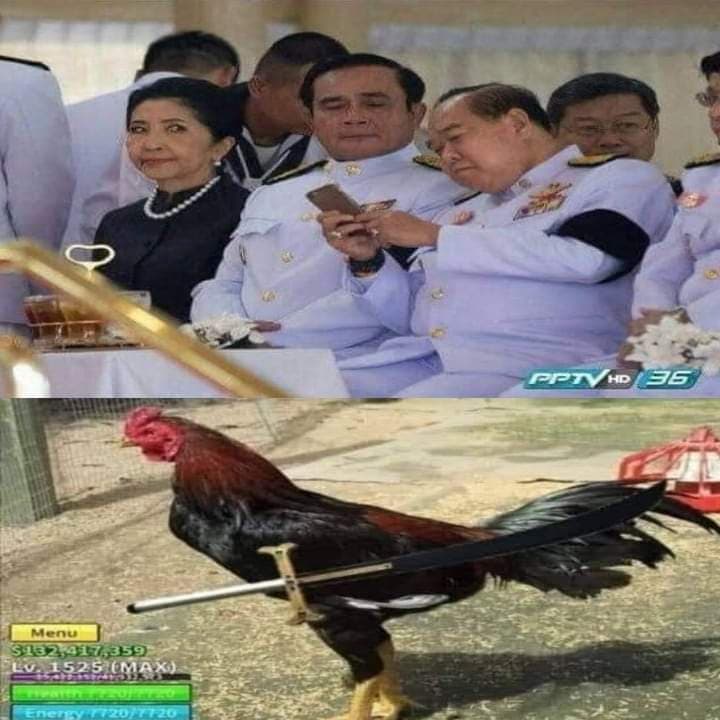 ไก่ตัน 1 บาท