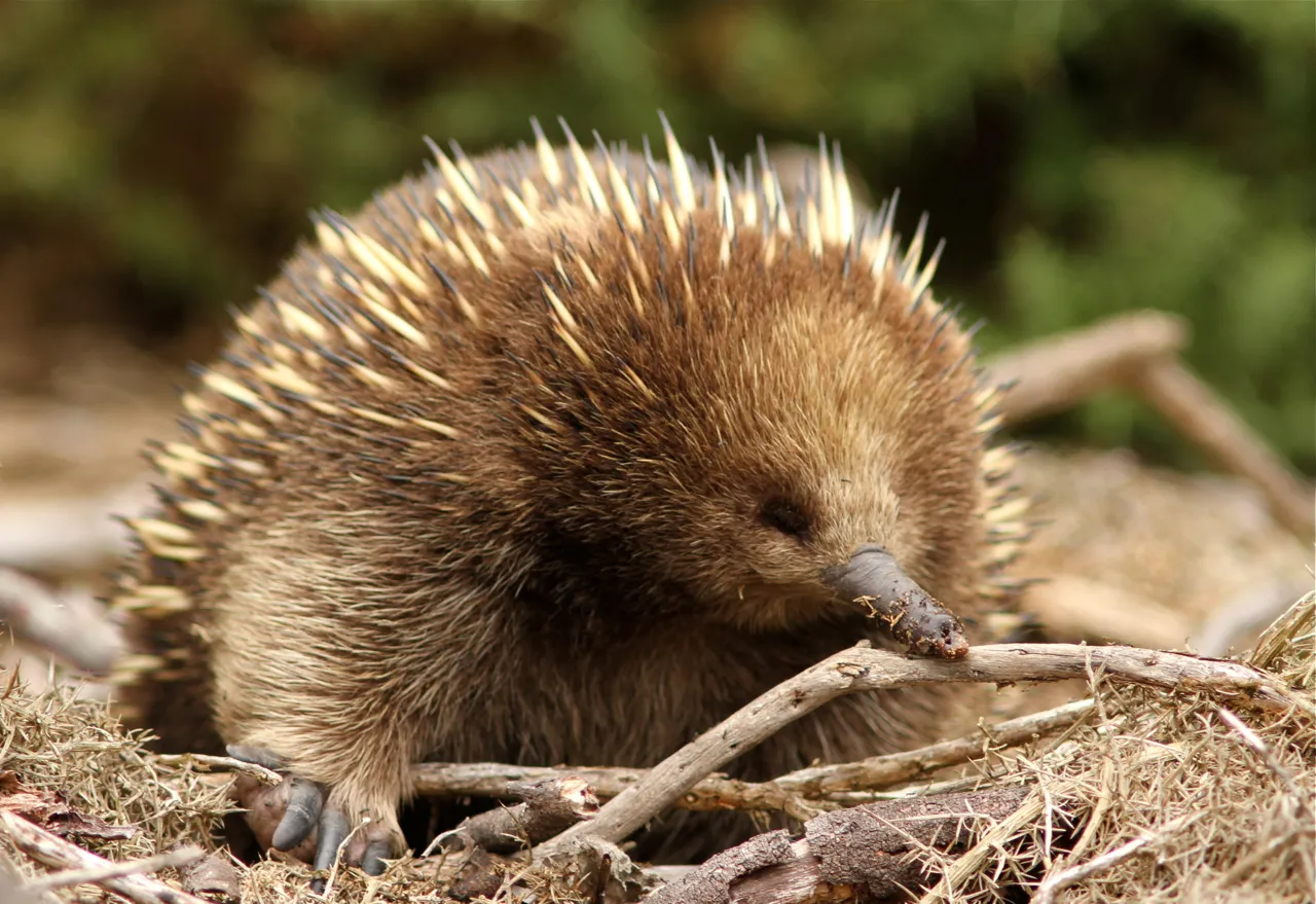 Interesting Critters