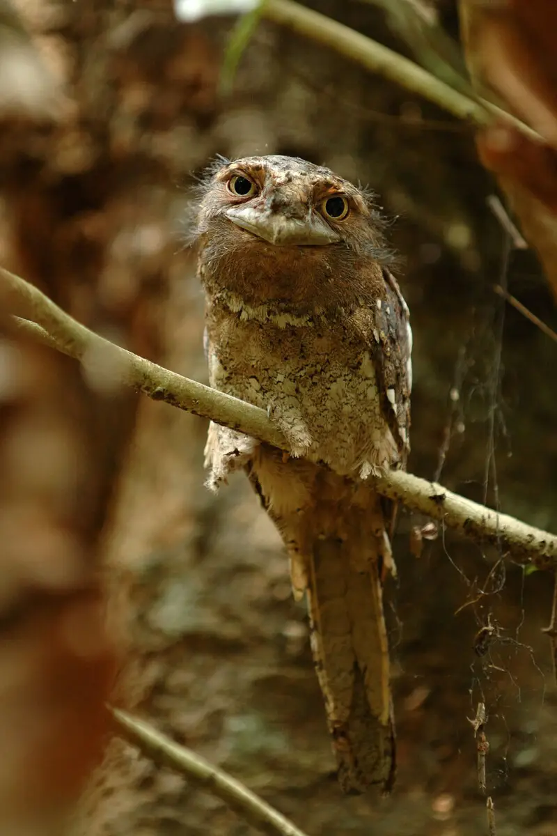 Sri Lanka Frogmouth