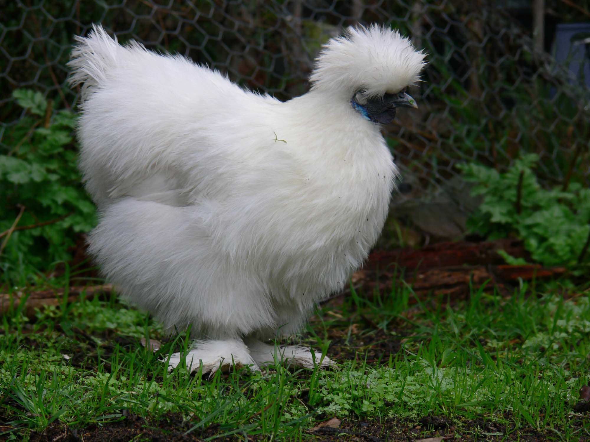 Silkie Chicken