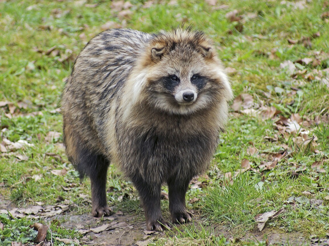 Raccoon Dog