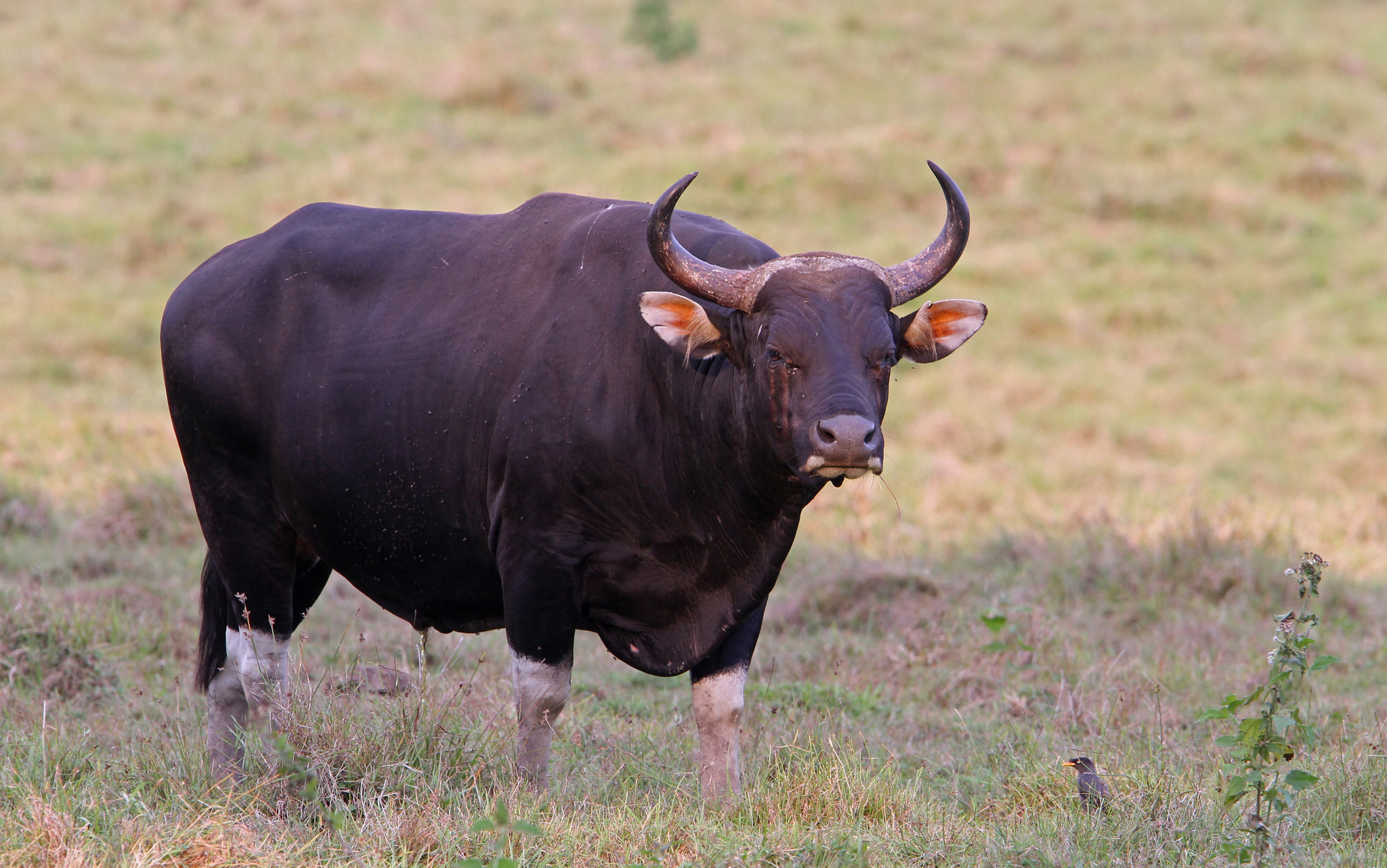 Banteng