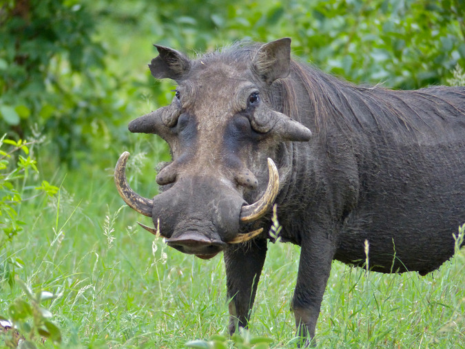 Warthog