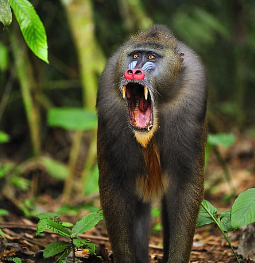 Mandrill