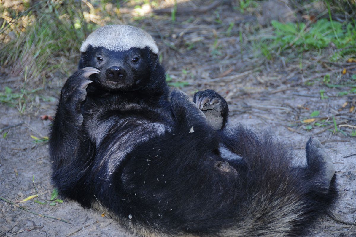 Honey Badger