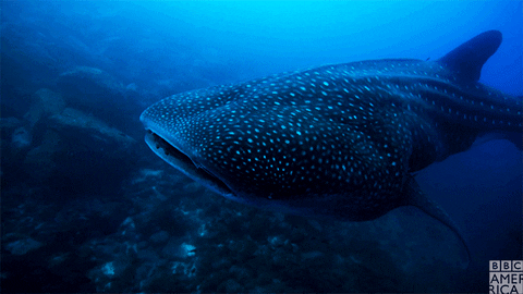 Whale Shark