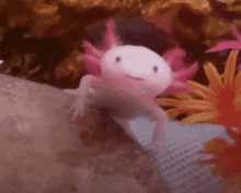 Sea Animal 1v1s