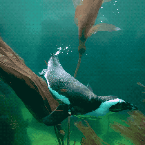 Penguin
