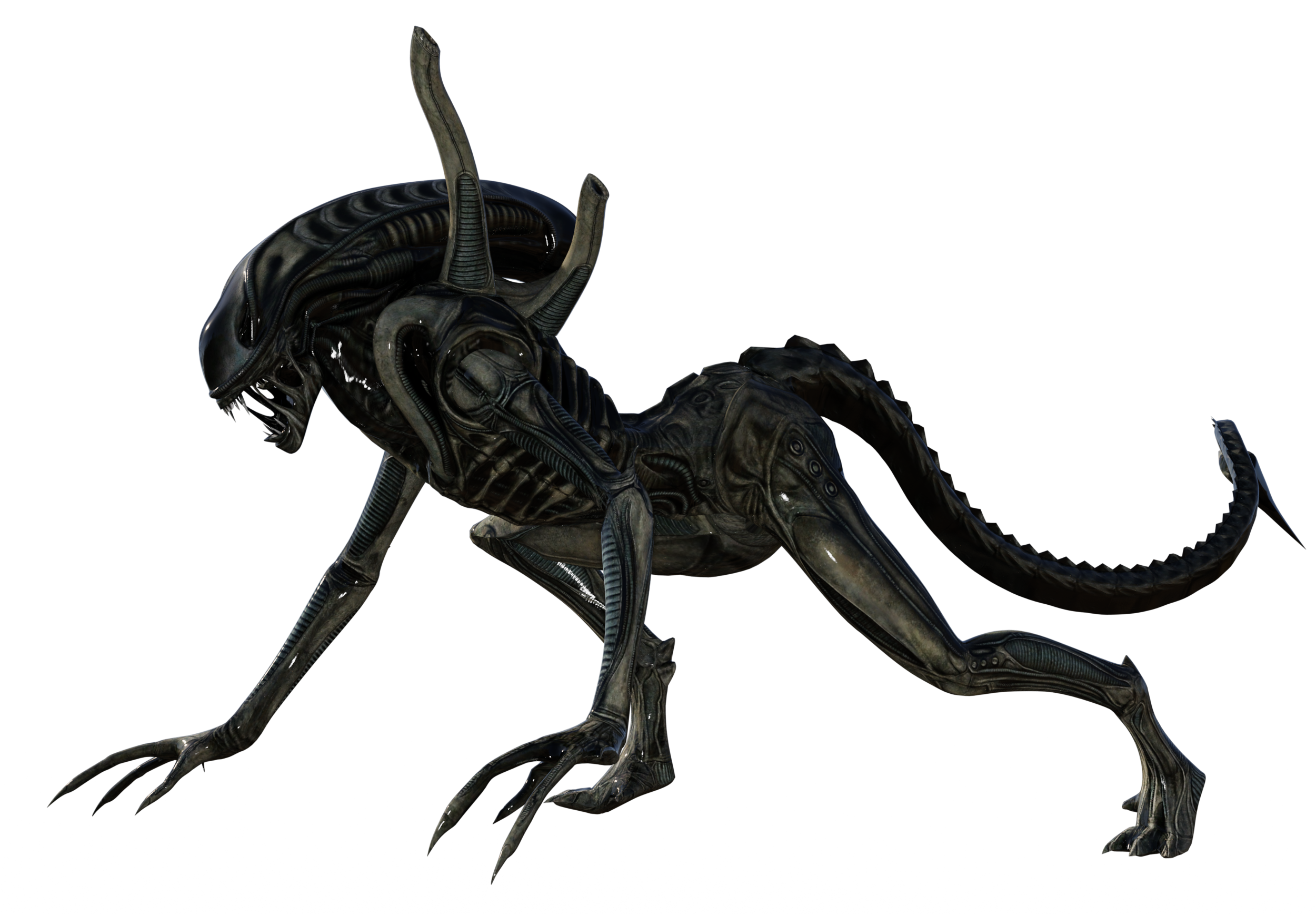 Xenomorph