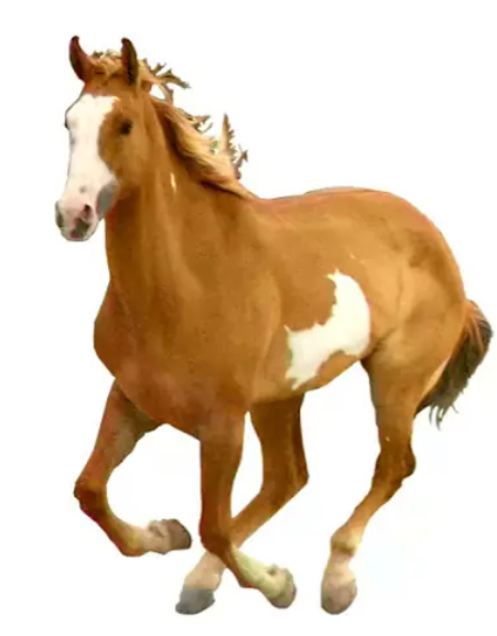 Auh